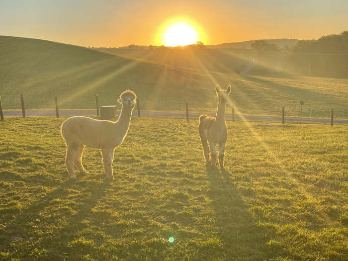 Alpacas